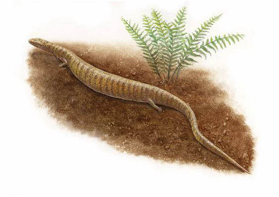 Kaganaias hakusanensis reconstruction