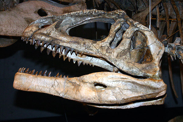 マプサウルス幼体頭部