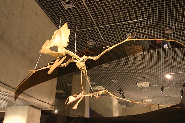 翼竜　タラソドロメウス