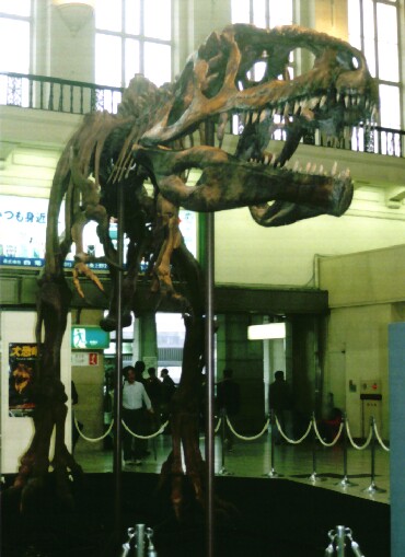 博物館級 ギガノトサウルス Giganotosaurus fossil 化石 恐竜 ギガノトサウルス - Wikipedia