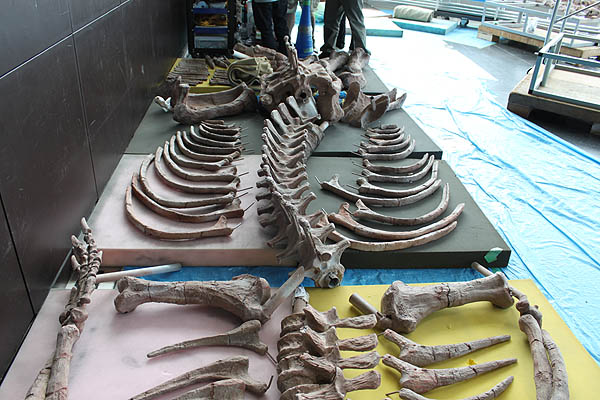 ファソラスクス<I>Fasorasuchus tenax</I>骨格部品