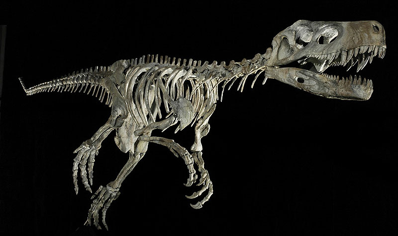 フレングエリサウルス骨格