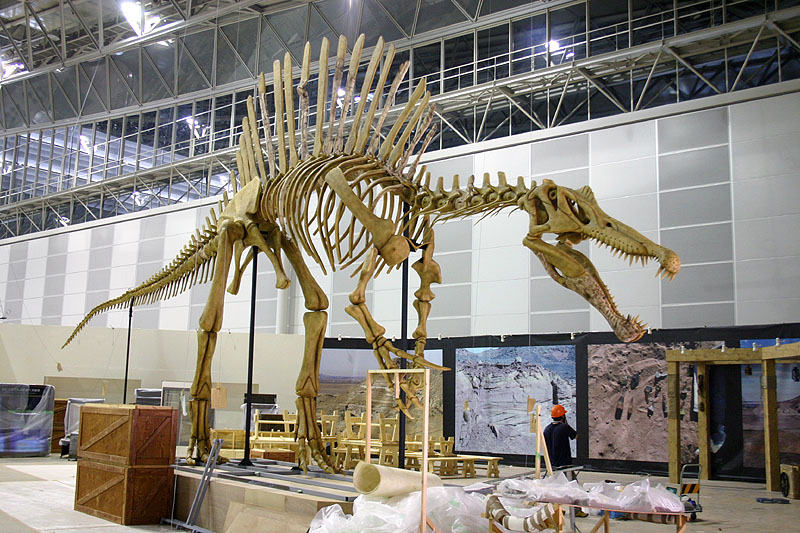 【値下げ交渉可】スピノサウルスのハンドクロウ(爪) 化石 恐竜 大阪通販