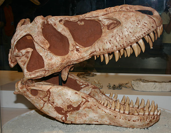 Tarbosaurus bataar