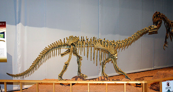 Bellsaurus sui