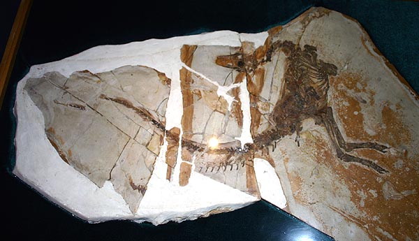 シノサウロプテリクス Sinosauropteryx sp.