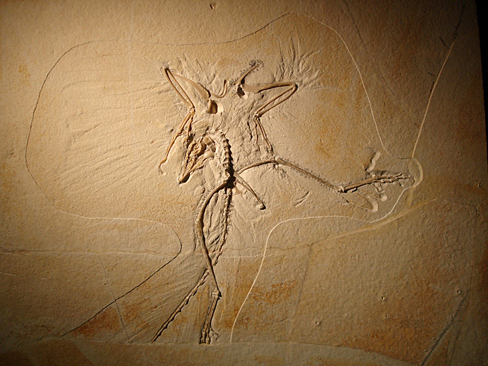 始祖鳥サーモポリス標本