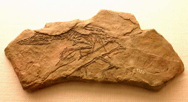 Preondactylus