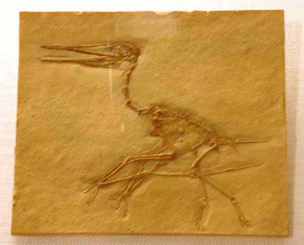 Pterodactylus