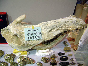 http://www.dino-pantheon.com/exhibition/sapporo/kubanochoerus.jpg