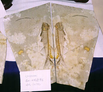 ���R�v�e��