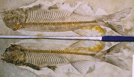 ���R�v�e��