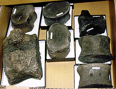 �����X�J�j�T�E���X�̐Ғō�