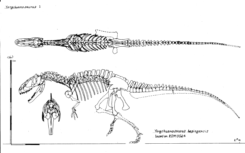 http://www.dino-pantheon.com/gallery/saitoh/Yangchuanosaurus1.gif