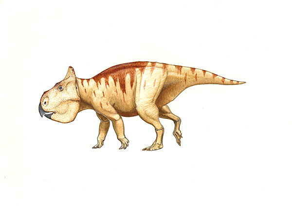 ウダノケラトプス　Udanoceratops