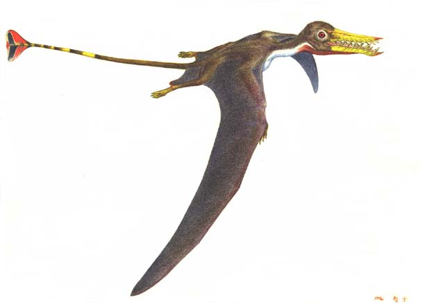 ramphorhynchus ランフォリンクス