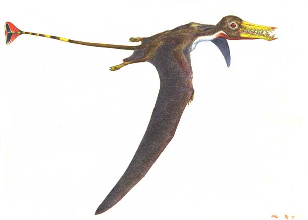 ramphorhynchus tHNX