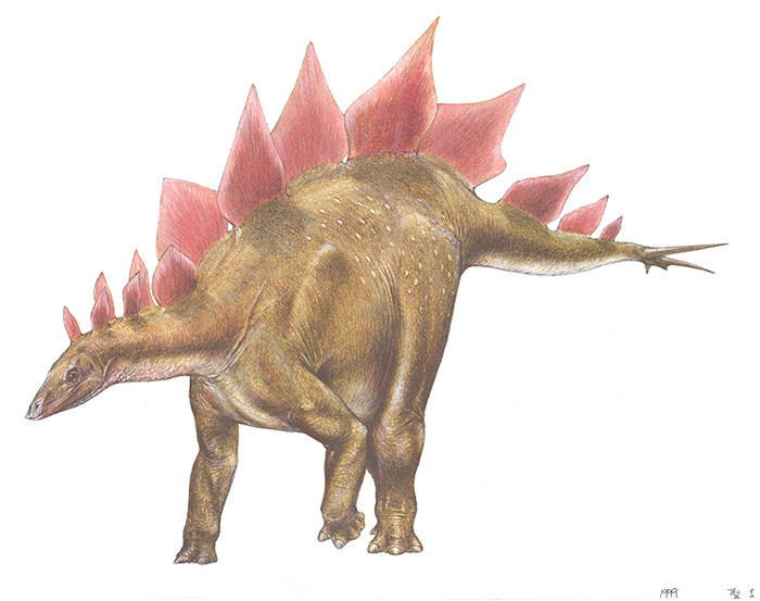 �X�e�S�T�E���X