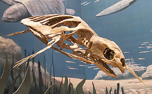 protostega