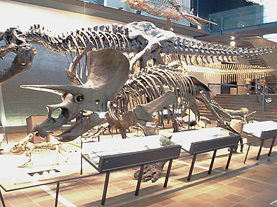 �g���P���g�v�X�@����T-REX