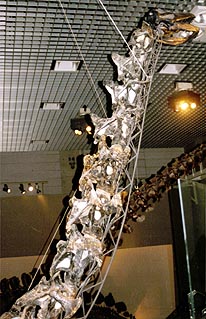 アパトサウルス