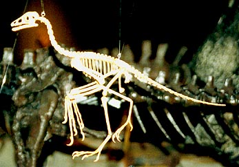 始祖鳥立体骨格