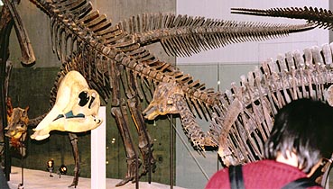 ヒパクロサウルス子