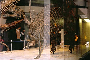 ニッポノサウルス