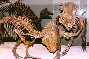 �p�L�P�t�@���T�E���X