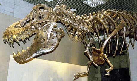 ティラノサウルス(スタン)