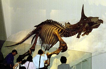 トリケラトプス